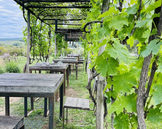 Bolgheri Green