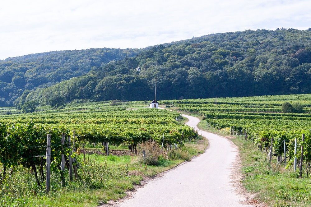 Steirischer Weinwanderweg