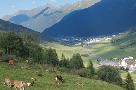 Koeien in Oostenrijkse bergen